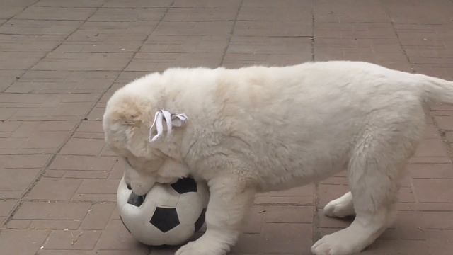 Продажа. Девочка среднеазиатской овчарки. смотреть онлайн