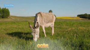 КАК ГОВОРИТ ОСЁЛ / ЗВУКИ ОСЛА ?

#осел #ослица #звуки_осла #домашние_животные