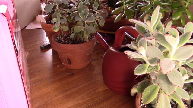 Kalanchoe Tomentosa Panda And Chocolate Soldier
