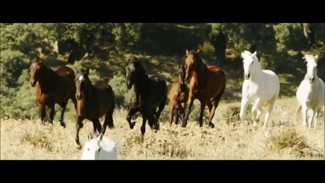 Оствинд 3~возвращение в Ору~клип смотреть онлайн