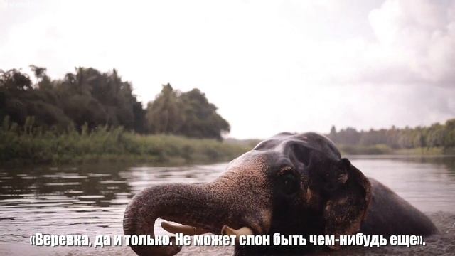 Мудрая Притча о Слоне и Слепых Мудрецах (Как выглядит слон?) смотреть онлайн