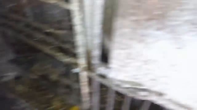 СВИНІ ПОЛАМАЛИ КУЧИ смотреть онлайн