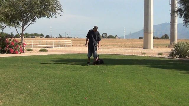 Arizona's Yugoslavian Candy - European Doberman Pinscher - Dog Training - Trained Dogs смотреть онлайн