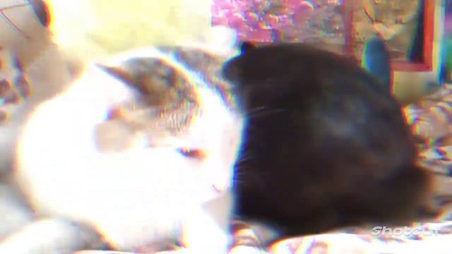 🐱даже кот его боится🐰#зайчик🐇 #кот🐈 смотреть онлайн
