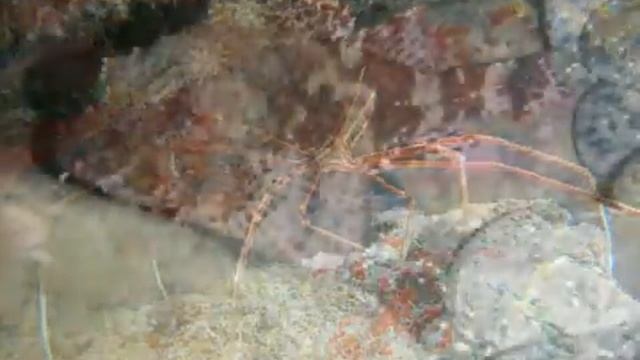 Schnorcheln Snorkel Watersports Fuerteventura Costa Calma / Tarajalejo смотреть онлайн