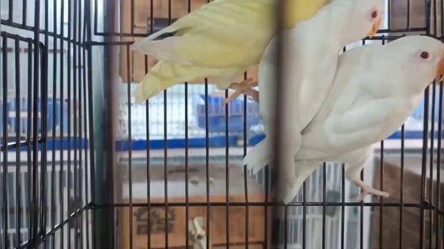 Lovebird rakhne ke 10 nuksan janlen I love birds ka business kaise kare смотреть онлайн