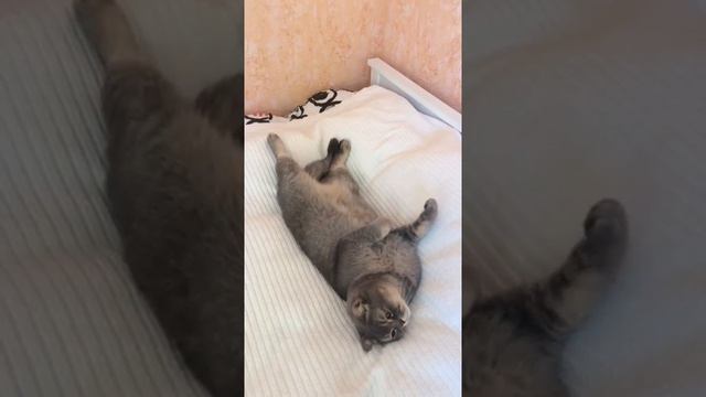 Кот Гаврюша лежит на кровати смотреть онлайн