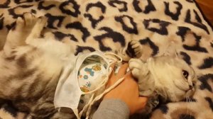 Уход за кошкой после стерилизации