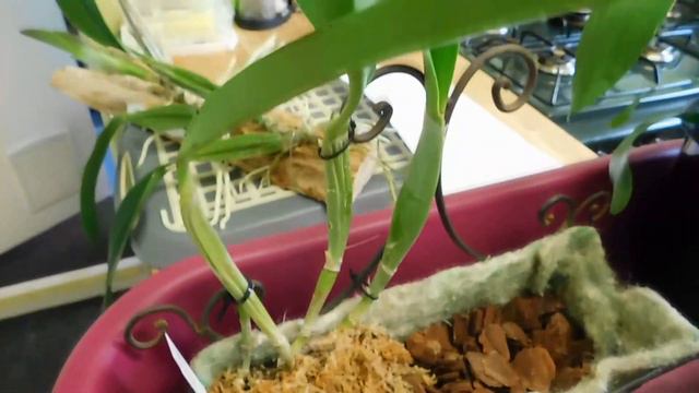 They are all happy orchids, decisions made about potting/mounting смотреть онлайн