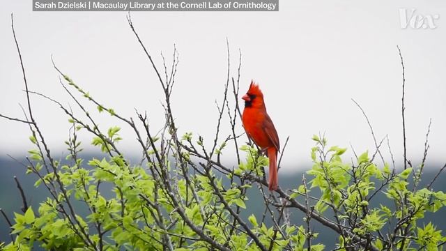 Почему попугаи могут говорить как люди?