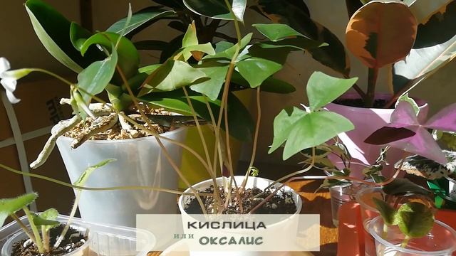 Комнатные растения. Обзор. Сентябрь 2020 смотреть онлайн