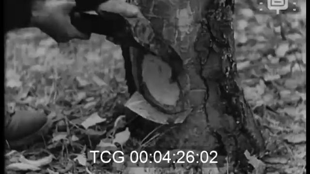 Прегледъ 96 / Newsreel 96 (1943) смотреть онлайн