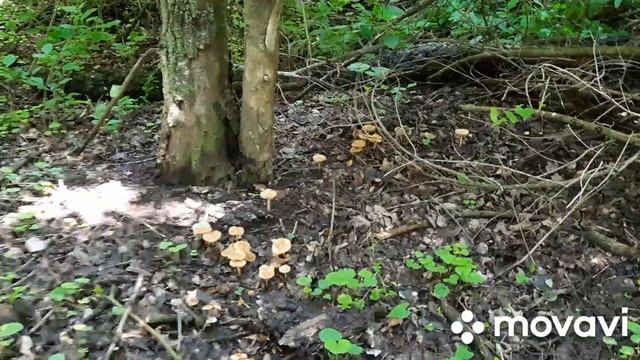 тихая охота на шампиньоны смотреть онлайн