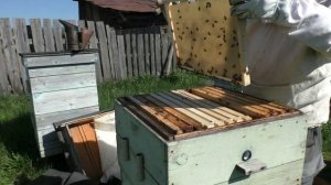 Постановка второго корпуса  Результат через неделю  Кемеровская система пчеловодства