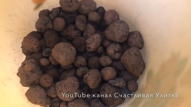 Пересаживаю елочку Picea glauca Conica // Пицея глаука Коника // в горшочек // Жизнь елочки дома смотреть онлайн