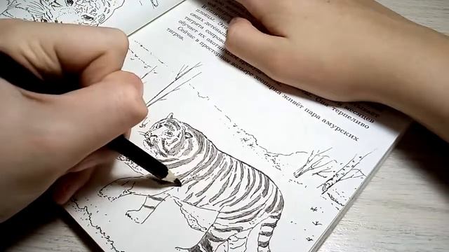 Раскрашиваю Амурского тигра!!! смотреть онлайн