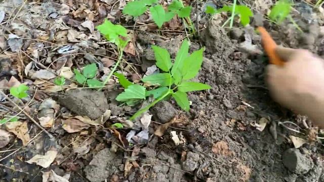 Сокровища с лесной дороги. Средневековое серебро и редкий наконечник. смотреть онлайн
