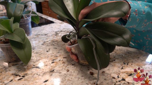 How to Treat Phalaenopsis Orchid Aerial Roots | Misting, Potting & More for Aerial Roots смотреть онлайн