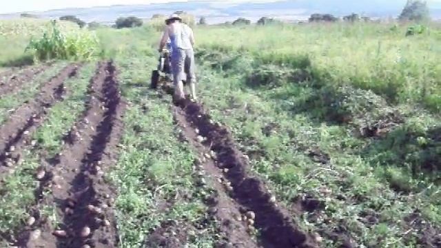 Мотоблок Нева МБ1. Копка картофеля плугом типа дельфин. Neva MB1. Digging potatoes dolphin plow. смотреть онлайн
