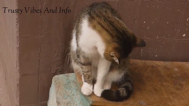 Billi?Palna Kesa Hai || What Islam Says About Cats? Interesting Facts About Cats смотреть онлайн