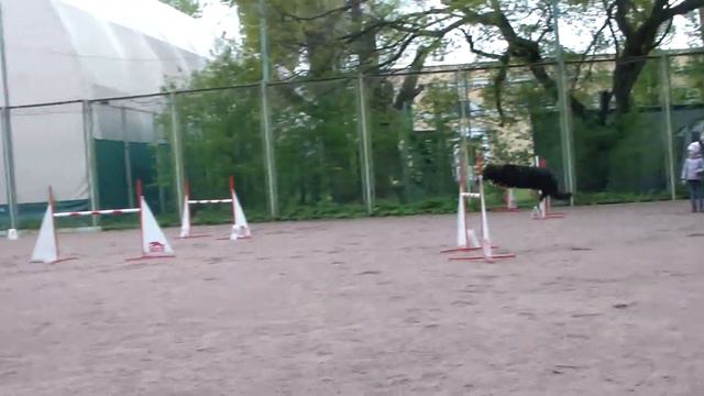 Скугарова Наталия на соревнованиях по аджилити московского района 17.05.15 смотреть онлайн