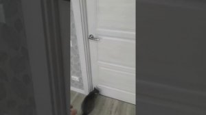 Мобильный кондиционер Electrolux. Опыт использования и установки.