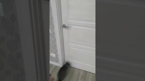 Мобильный кондиционер Electrolux. Опыт использования и установки.