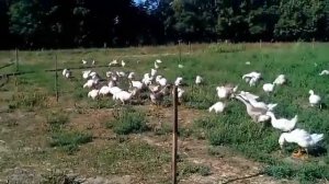 Электропастух для гусей