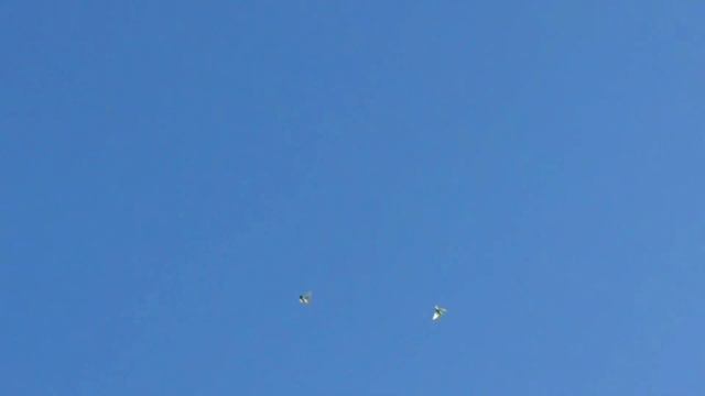 Даст Бог будет новая поколение летать Голубят(2023),Tauben Pigeons!!! смотреть онлайн