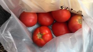 Оптовый кубанский рынок на Чембурке. Южные цены. Анапа