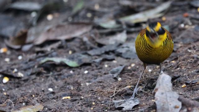Bornean Banded Pitta (Hydrornis schwaneri) - Male @ Mount Trusmadi Part 2 смотреть онлайн