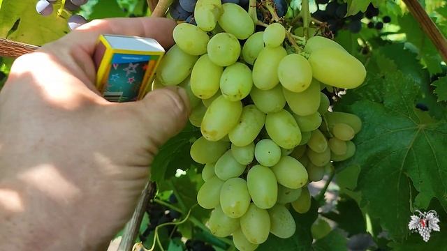 САМЫЕ ВКУСНЫЕ Сорта Винограда в 2021 году. Часть №3 смотреть онлайн