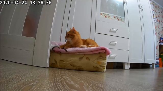 Домашняя Wi-Fi камера TP-Link Tapo C100