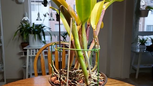 Каттлейные гибриды - 1 смотреть онлайн