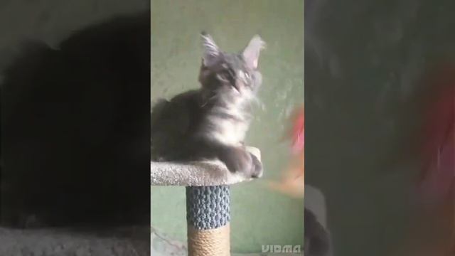 Мальчик, голубой серебряный мрамор #котенок_мейн_кун_тюмень смотреть онлайн