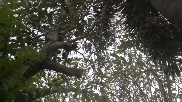 WELCOME TO MY INDONESIAN JUNGLE GARDEN WILL BE by Aji Bram Zurich смотреть онлайн