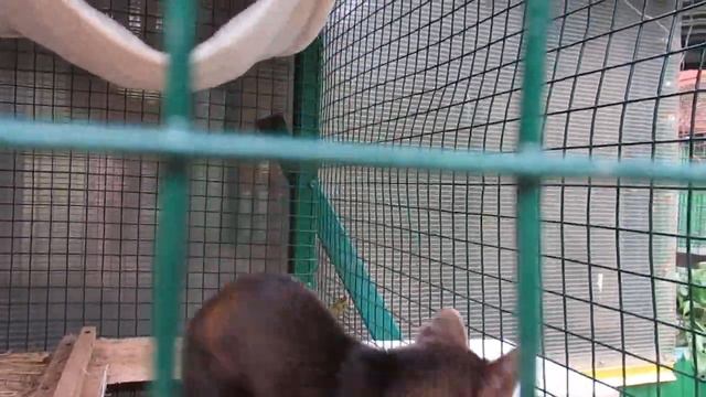 Клепа смотреть онлайн