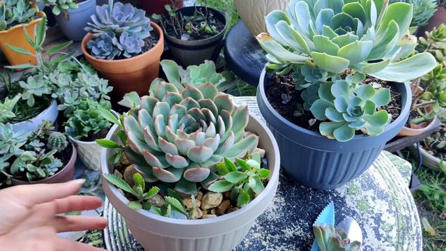 Quitándole Retoños amis Echeverias смотреть онлайн