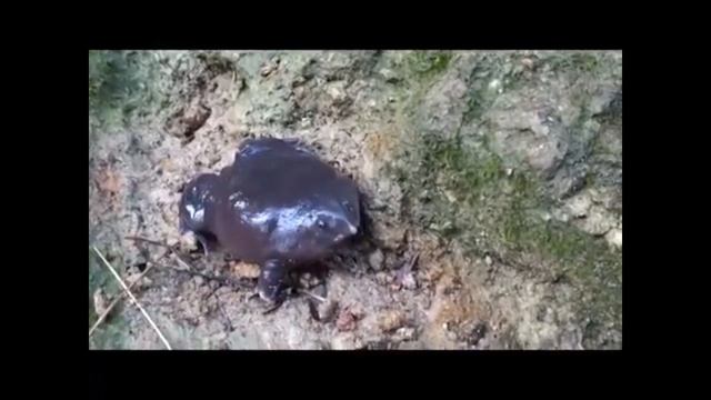 Лиловая лягушка | Nasikabatrachus sahyadrensis | Purple Frog смотреть онлайн