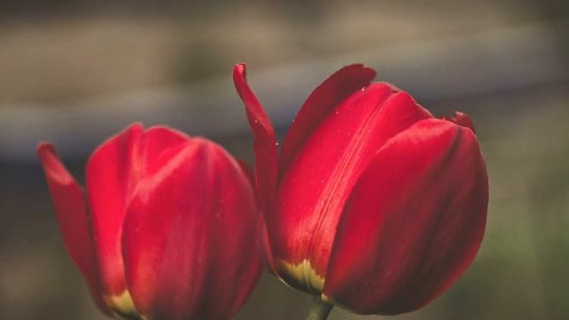 "Подари мне счастье" Нежный стих о любви.. смотреть онлайн