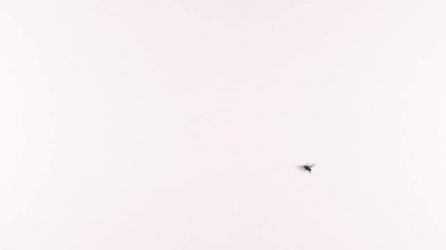 CATS TV - REAL Crazy FLIES ? 3 HOURS (Game for Cats to Watch) смотреть онлайн