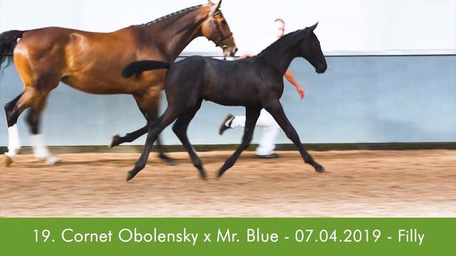 2019 collection | 19. Chiavari Z (Cornet Obolensky x Mr. Blue) Filly/Merrie смотреть онлайн