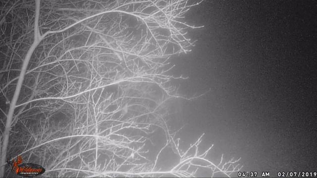 Cloak Lightsout 14 Pro Wildgame Innovations Game Camera Captures смотреть онлайн