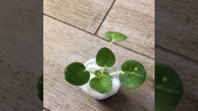 приехала детка фиалки. шн-космическая Фея . короткий обзор смотреть онлайн