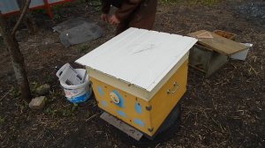 Развитие пчелопакета. Работа №1: Пересадка пчелопакета в улей.