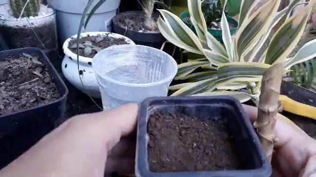 DRACENA, MUDAS ATRAVÉS DO GALHO. смотреть онлайн