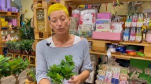 Фикус Джинсенг | так похожий на бонсай | Как правильно ухаживать за фикусом