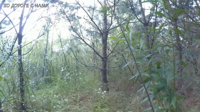 В лес за грибами | ГДЕ ИСКАТЬ ГРИБЫ | собрали ведро грибов за один час смотреть онлайн