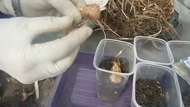 посадка японского гладиолуса