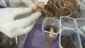 посадка японского гладиолуса